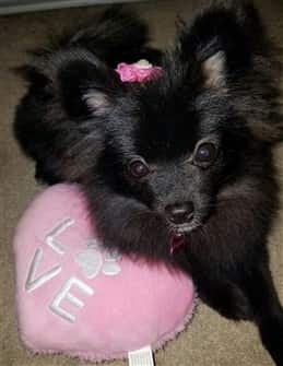 pomeranian-on-valentines-day-003